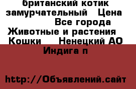 британский котик замурчательный › Цена ­ 12 000 - Все города Животные и растения » Кошки   . Ненецкий АО,Индига п.